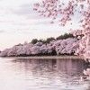 rana_5